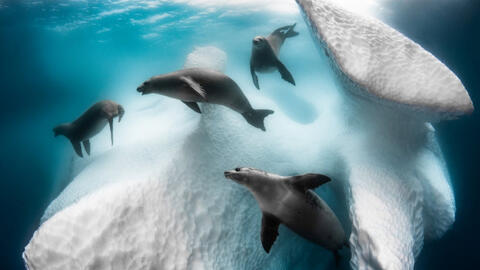 Vài bức ảnh đoạt giải tuyệt đẹp trong cuộc thi Nhiếp ảnh gia dưới nước năm 2020.