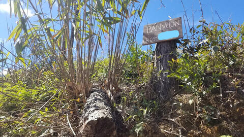 Phát hiện nhóm đối tượng đốt phá rừng thông gần 20 năm tuổi, ngang nhiên treo biển bán đất