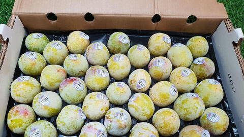 Mận khủng long Mỹ có giá gần nửa triệu một trái, nhiều chị em rủ nhau mua về giảm cân