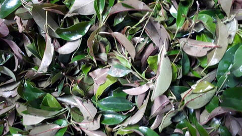 Lá lồm mọc hoang được nhiều bà nội trợ săn lùng có giá đắt đỏ