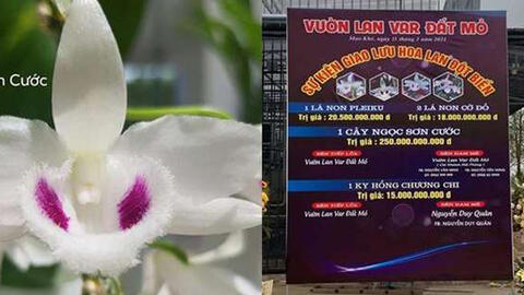 Chủ vườn lan var Đất Mỏ lên tiếng về vụ giao dịch lan đột biến gần 300 tỷ đồng