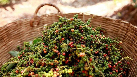 Giá tiêu tiếp đà tăng mạnh, cao nhất đạt 66.000 đồng/kg