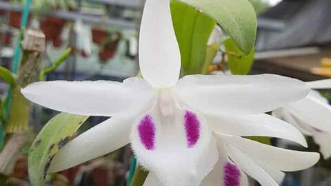 Nhiều thương vụ mua bán lan đột biến hàng trăm tỷ đồng giả tràn lan khiến người chơi sập bẫy