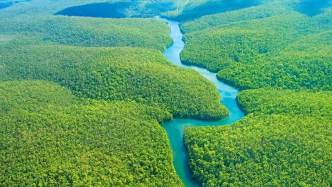 Rừng Amazon kêu cứu