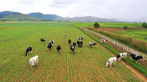 Hệ thống trang trại bò sữa Vinamilk đạt mức tăng trưởng ấn tượng