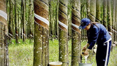 Xuất khẩu cao su sang Trung Quốc tăng trở lại