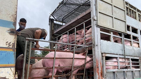 Phát hiện lô hàng có dịch tả heo châu Phi, Việt Nam ngừng nhập heo Thái Lan từ 30/6