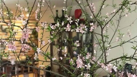 Thủ tướng Chính phủ: “Cần cấm tuyệt đối việc chặt phá đào rừng để đón Tết"