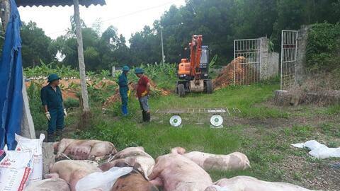 Cả nước chỉ còn một tỉnh duy nhất chưa có dịch tả heo châu Phi