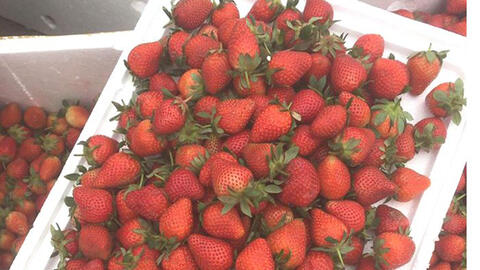 Nhiều loại trái cây Trung Quốc nhập về Việt Nam bán rẻ như cho