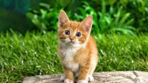 Tuổi Ất Mão 1975 xuất hành Tết 2022 vào giờ nào, hướng nào tốt nhất?