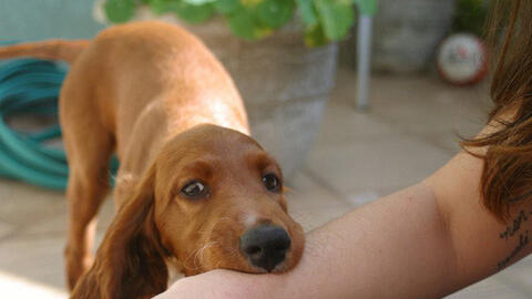 Chó dữ tấn công 4 người, 1 cháu bé bị cắn đứt khí quản