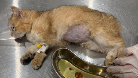 Sức khoẻ chú mèo bị trẻ nhỏ giẫm đạp ngày Tết giờ ra sao?