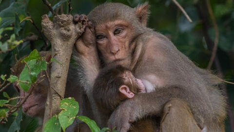 Đàn khỉ ở bán đảo Sơn Trà bị con người bắn gãy tay chân, thân thủng lỗ