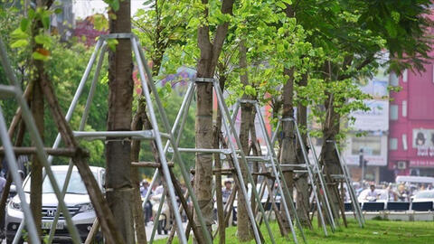 Hà Nội 'xin' trồng thêm 600.000 cây xanh không qua đấu thầu