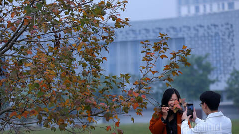 Người dân Thủ đô nườm nượp check-in bên hàng phong lá đỏ