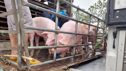 Giá heo hơi miền Nam rục rịch tăng