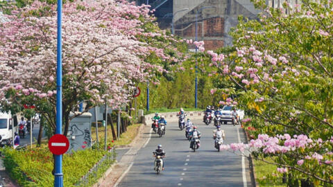 Hoa kèn hồng khoe sắc điểm tô cho các con phố ở Sài Gòn