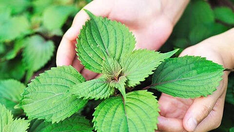 Tía tô, loại rau thơm quen thuộc là vị thuốc của mọi nhà