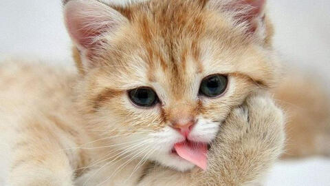 Tuổi Quý Mão 1963 xuất hành Tết 2022 vào giờ nào, hướng nào tốt nhất?