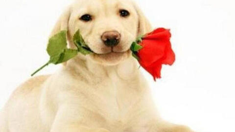 Tuổi Canh Tuất 1970 xuất hành Tết 2022 vào giờ nào, hướng nào tốt nhất?