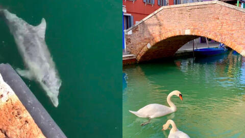 Thực hư về hình ảnh  thiên nga và cá heo bơi lội ở kênh đào Venice giữa bão dịch bệnh