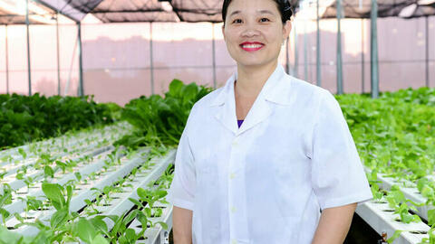 Nữ tiến sĩ đam mê hạt lúa