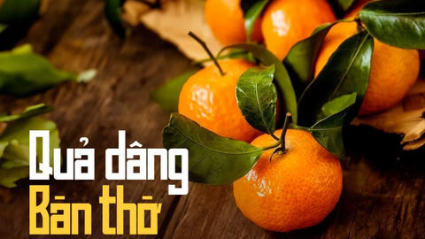 Vì sao mua cam canh, quýt bày bàn thờ nên kèm lá, đặc biệt trong dịp Tết?