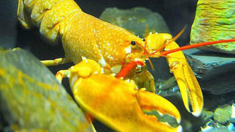 Tôm hùm màu vàng rực ở Sài Gòn được trả giá 150 triệu đồng