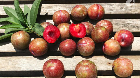 Ngọt mát với mận