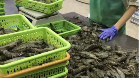 Xuất khẩu thủy sản tháng 9/2021 giảm mạnh so với cùng kỳ