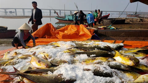 Ngư dân Hà Tĩnh thu 600 triệu đồng nhờ trúng đậm mẻ cá chim vàng