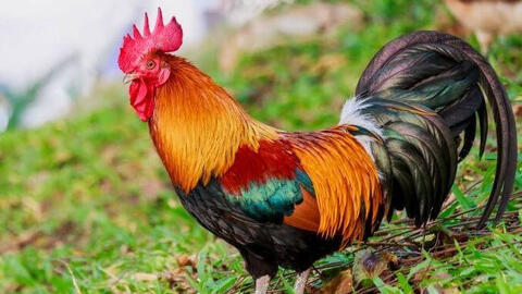 Tuổi Tân Dậu 1981 xuất hành Tết 2022 vào giờ nào, hướng nào tốt nhất?