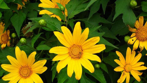 Dã quỳ, không chỉ đẹp mà còn là cây thuốc quý