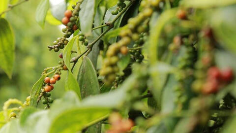 Giá tiêu bất ngờ lao dốc 500-1.500đồng/kg