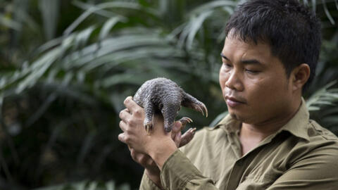 Nhà bảo tồn tê tê Nguyễn Văn Thái giành giải thưởng “Nobel xanh” danh giá thế giới