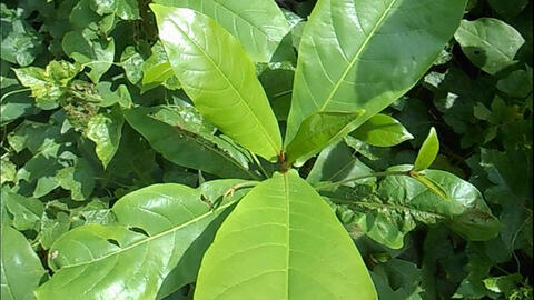 Lá bàng non đang bán khắp chợ mạng với giá đắt đỏ