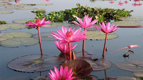 “Một chút mặt trời trong nước lạnh”