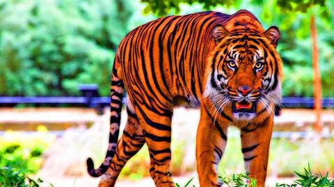 Tuổi Giáp Dần 1974 xuất hành Tết 2022 vào giờ nào, hướng nào tốt nhất?