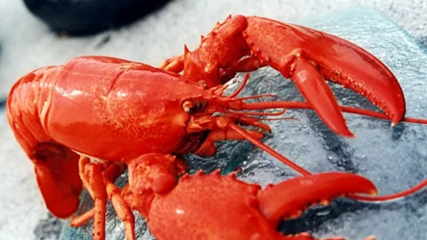 Tôm hùm hàng Việt đắt hơn hàng Mỹ