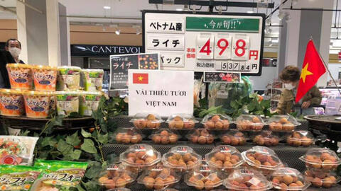 Xuất khẩu vải thiều sang thị trường Nhật Bản: Những hứa hẹn và những thách thức