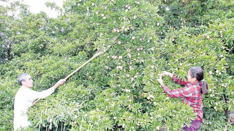 Người trồng hồng xiêm được mùa, trúng giá