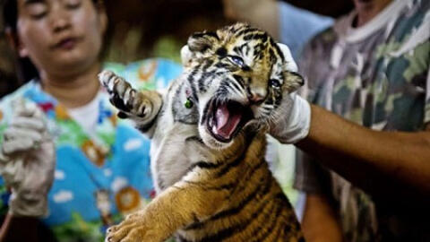 WWF tuyên bố "đóng cửa" thị trường buôn bán động vật hoang dã