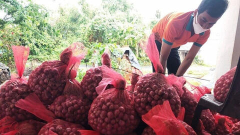 Hơn 30 tấn hành tím Sóc Trăng được 'giải cứu' qua sàn thương mại điện tử