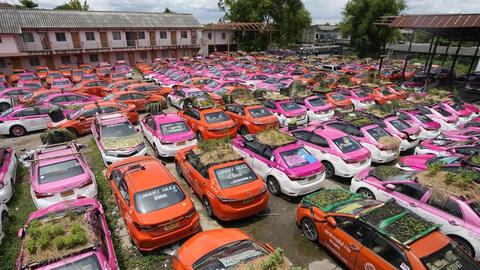 Ế ẩm vì COVID-19, taxi bỏ không biến thành vườn rau ở Thái Lan