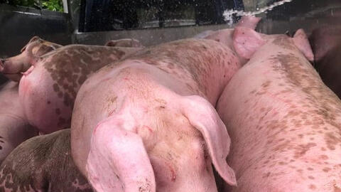 Giá heo hơi những ngày tới tiếp tục giảm thêm