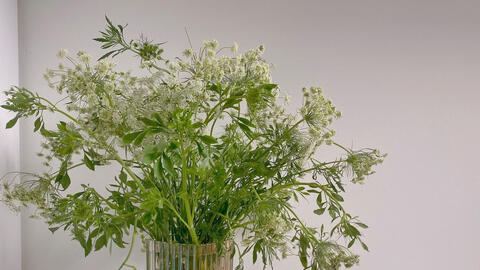 Làm việc online, chị em rỉ tai nhau săn hoa cà rốt, cà phê, lúa non... trang trí nhà cửa