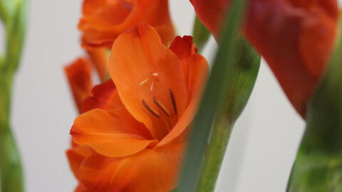 Những loại hoa Tết may mắn cho gia đình