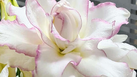 Hoa ly kép trắng hơn 300.000 đồng/bó vẫn đắt khách