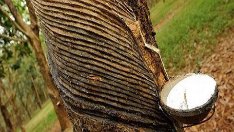 Thị trường cao su vẫn chưa thoát khỏi giai đoạn ảm đạm